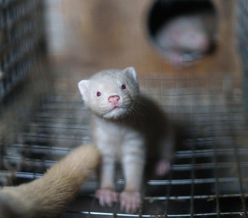 Mink in cage