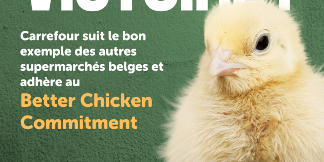 Better Chicken Commitment