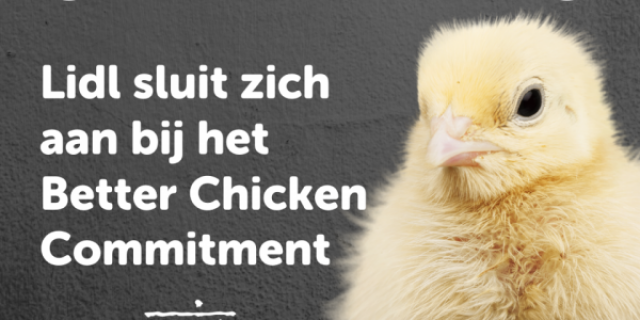 Better Chicken Commitment