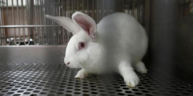 animaux de laboratoire
