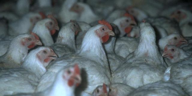 Better Chicken Commitment