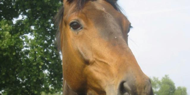 Paard