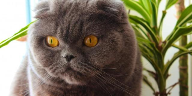 Kat GAIA