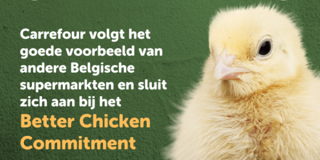 Better Chicken Commitment