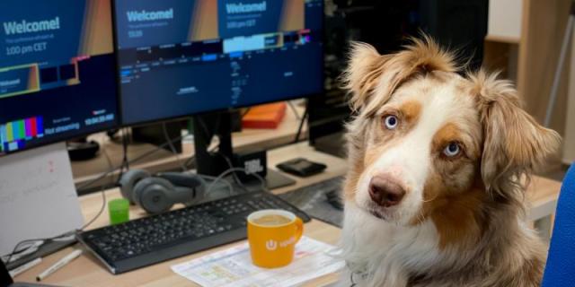 Hond aan het werk