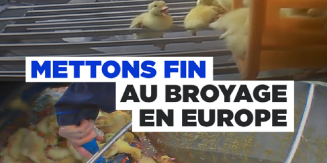Broyage poussins