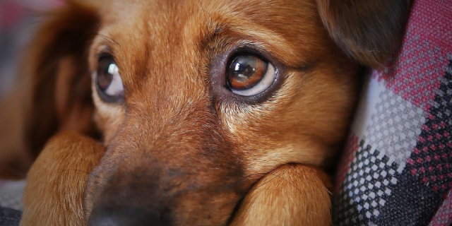 Hond