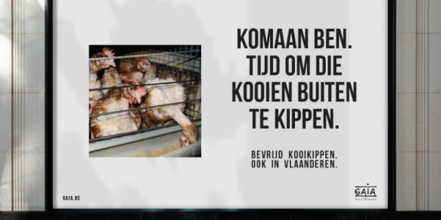 Kippenkooien