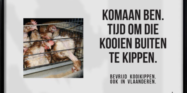 kooikippen