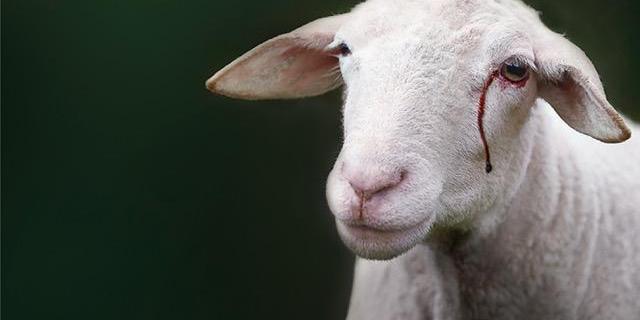 Mouton larme