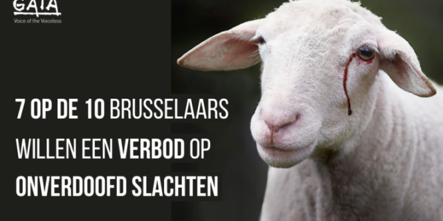 Onverdoofd slachten