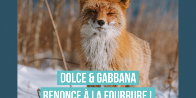 Renard