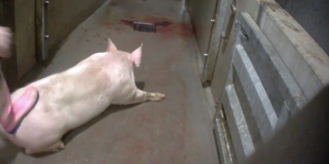 Porc