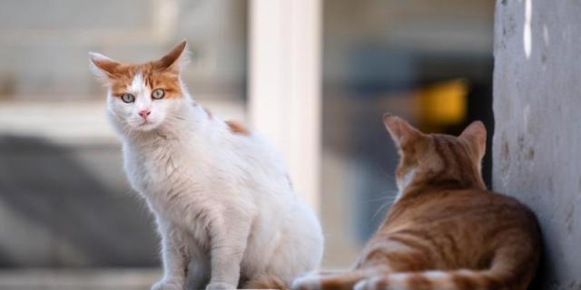 Chats