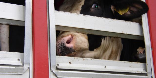 Vaches