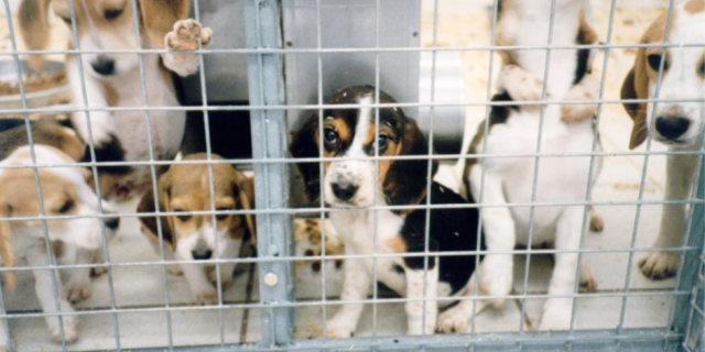 Chiots