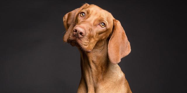 Chien