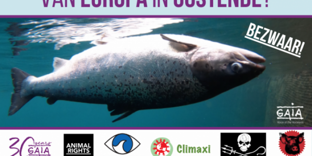 Zalm