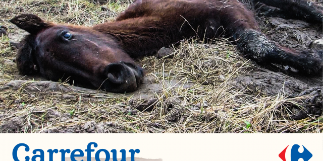 affiche cheval 
