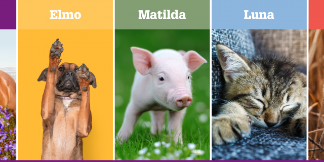 Dieren in de grondwet