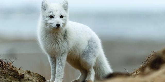 renard