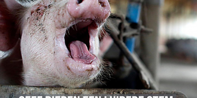 banner NL