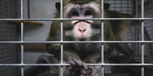 singe