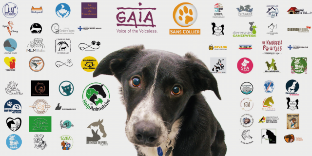 dog and signatures