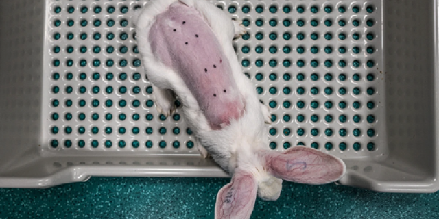 Tests pour cosmétiques c We Animals 