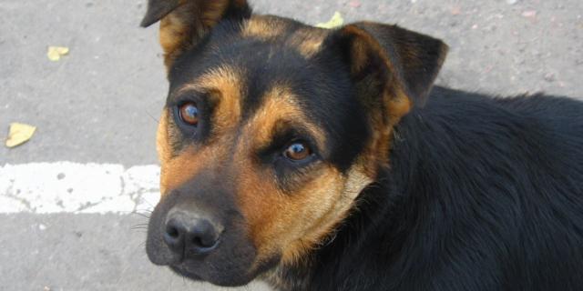 dog  