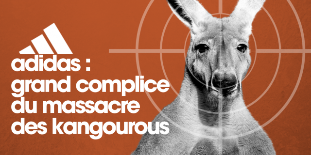 Adidas : grand complice du massacre des kangourous