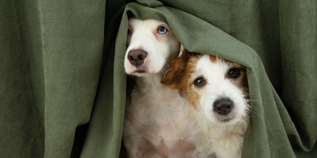 Deux chiens se cachant derrière un rideau