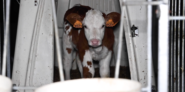 Calf in a hut