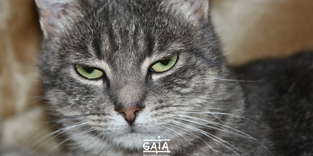 Chat grognon 