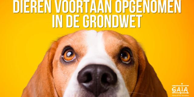 Dieren in de Grondwet