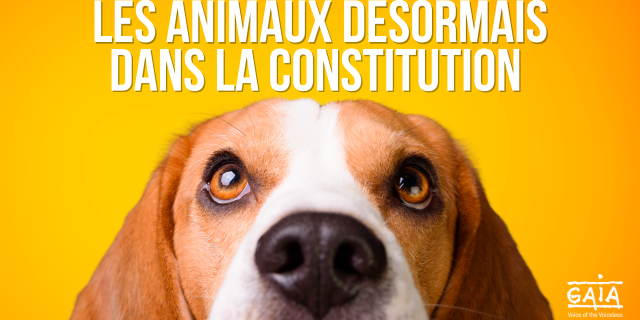 Chien sur fond jaune