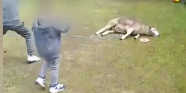 Mouton effondré sur la pelouse