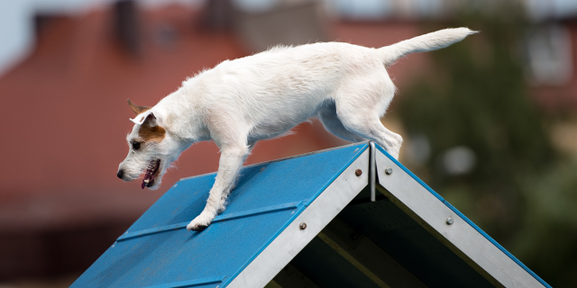 Dog playing