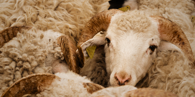 Moutons