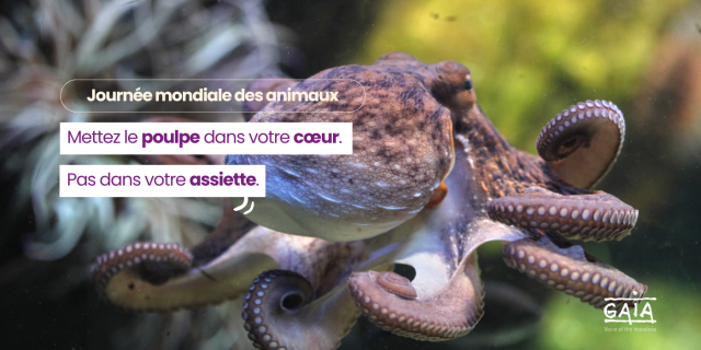 Journée mondiale des animaux - poulpe
