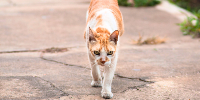 chat - stérilisation