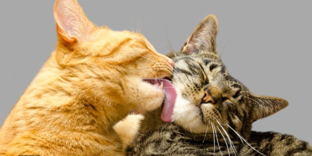 chats