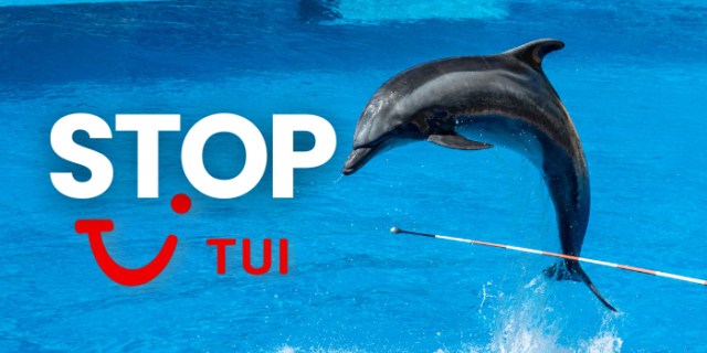 stop tui - dauphin