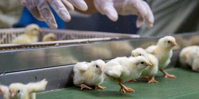 Poussins