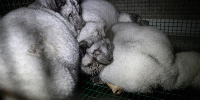 fur