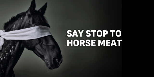 horse meat