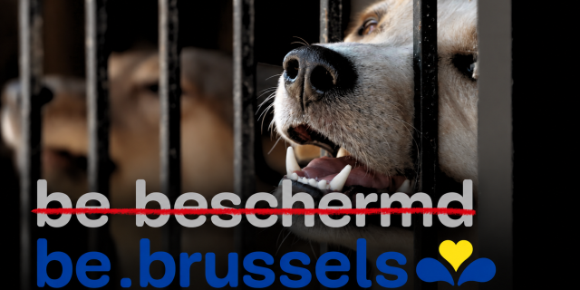 Petitie Codex Brussel