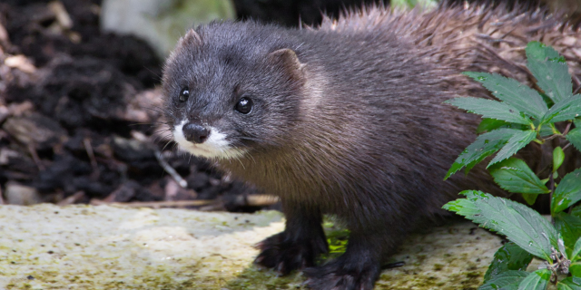 fur