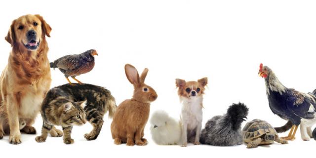 La Wallonie vote un ambitieux Code du Bien-être animal