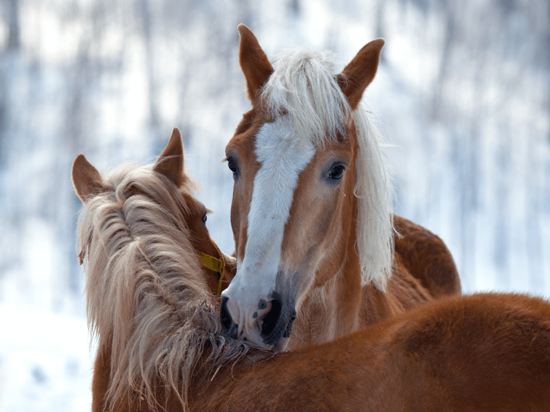 Paarden